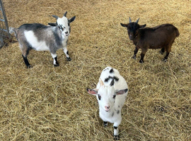 Pygmy goat kids