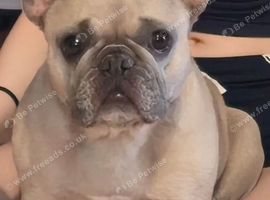 Very loving and friendly female french bulldog