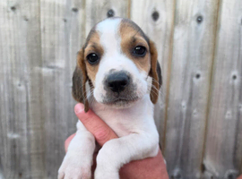 Beagle x harrier