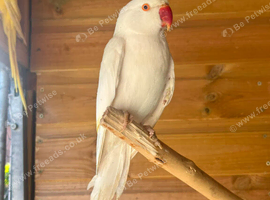 Albino ringneck  up for swap