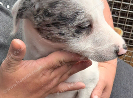 Well bred beautiful lurcher puppies
