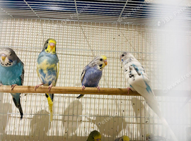 Budgie for sale