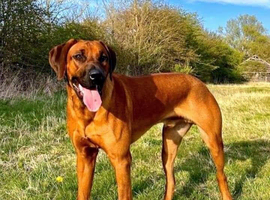 Rhodesian Ridgeback