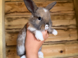 Beautiful French lop and mini lop babies