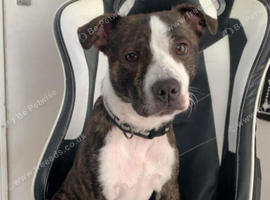 Staffychi 2 year old looking for his forever family