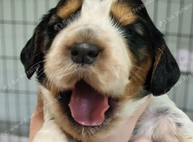 Cocker spanile puppys