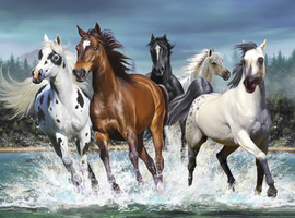 Sole use yard or grazing wanted