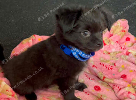 2 male chihuahua pups