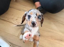 Stunning dachshund whippet mix