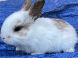 Stunning mini lop cross babies