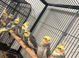 Various Stunning Young Cockatiels