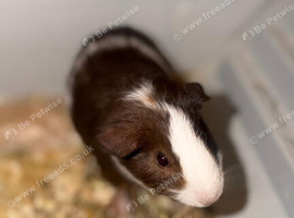 2 couples of guinea pigs looking for a new home