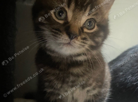 One little boy left looking for his forever home