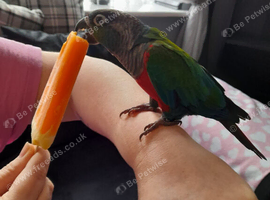 Crimson bellied conure and cage &pound;250