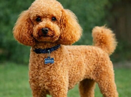 Stud KC toy poodle, well-proven. DNA screened