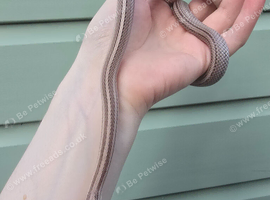 Beautiful Blue corn snake for sale!!