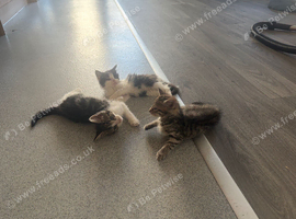 Kittens for sale ready now