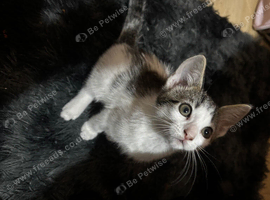 male kitten