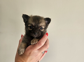 Beautiful Pomchi Pups