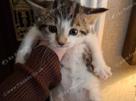 4 little kittens for sale