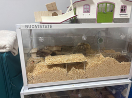 Big Syrian hamster