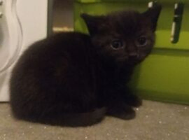 male and female kittens