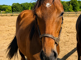 Yearling Filly
