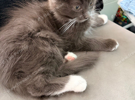 Beautiful fluffy male kitten