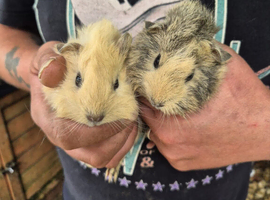 2 stunning baby boy guinea pigs