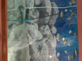 Sulfurhead & Red Sided Cichlids