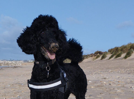 Pedigree Standard Poodle for Stud duties, KC registered Juniper Ash