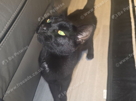 Cat For Sale