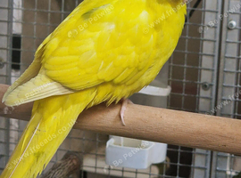Stunning Kakirikies available
