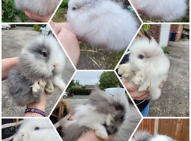 Pure Double mane lionhead Bunnies READY NOW!