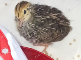 4 quails for sale with accessories