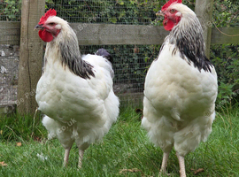 Beautiful cocks for sale