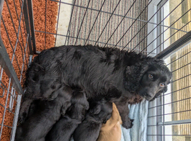 **READY NOW** Cocker Spaniel Puppies
