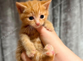 Very docile red boy