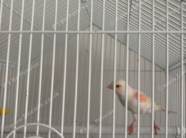 Red Dimorphic canaries