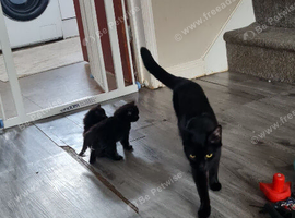 Kittens black