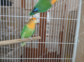 Lovebird pairs &pound;50 per pair