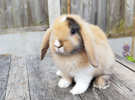 Mini Lop bunnies Pure Breed( Updated 12/07/2026)