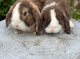 Mini lops ready now