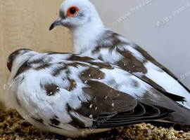 Wanted diamond doves