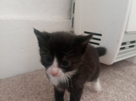 Kittens