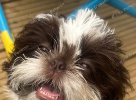 Imperial Shih tzu