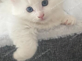 Siberian vs Turkish Angora