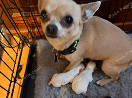 Beautiful kc pedigree puppies