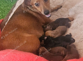 Adorable miniature Pinscher puppies