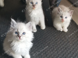 Pure beautiful Ragdoll looking for a new home